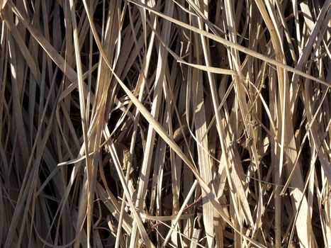 A grass texture