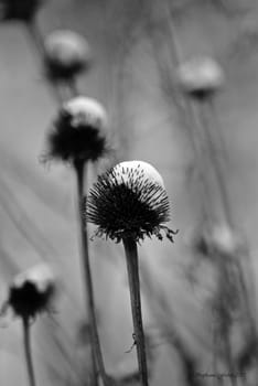 snow capped seeded coneflower
