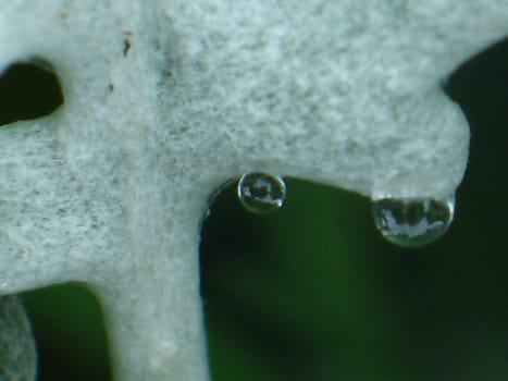 water droplet on lambs ear plant