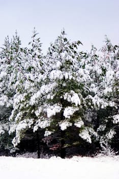 snow covered pines