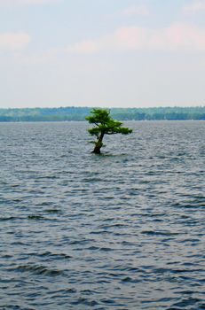 Reelfoot Lake, TN