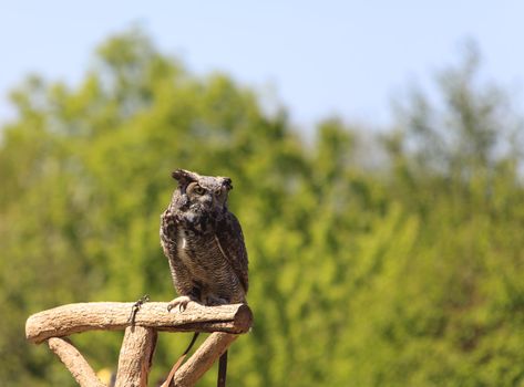 Image of an owl resting on a wooden support during a birds of prey show.