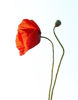 Red poppy and a bud against a white background.