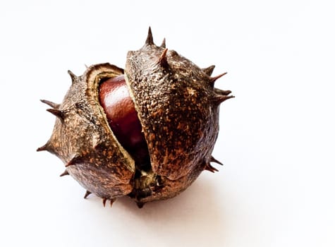 Horse Chestnut and spiky seed pod on a white background