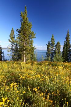 Wildflowers grow along the shoreline of Jackson Lake in Grand Teton National Park - USA.