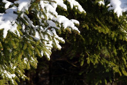 A detail of Norway Spruce tree branches in winter. Photographed in Salo, Finland in February 2011.