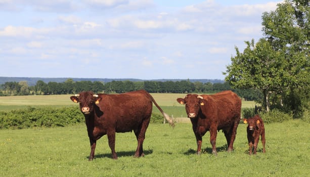 Image of three cows in Normandy in Northern France. The region is very famous for its milk production.