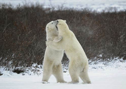 Sparing. The polar bears fighting on snow which have got up on hinder legs. The bear has seized a mouth by a throat of the opponent. 