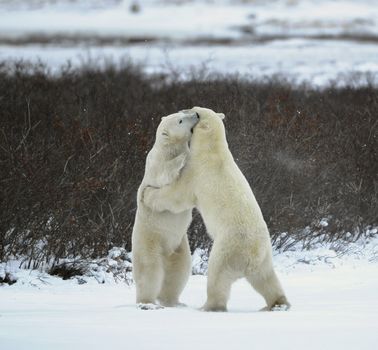 Sparing. The polar bears fighting on snow which have got up on hinder legs.The bear has seized a mouth by a throat of the opponent.  