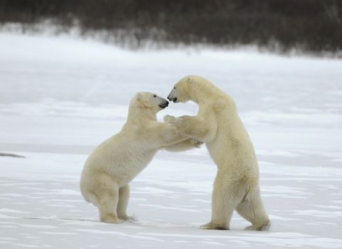 Sparing. The polar bears fighting on snow which have got up on hinder legs. 