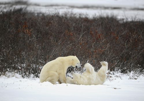 Overindulgence. Two polar bears, playing, roll in snow.. 