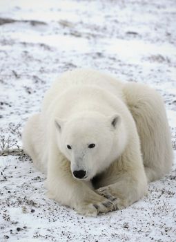 Portrait of a polar bear close up at a short distance.