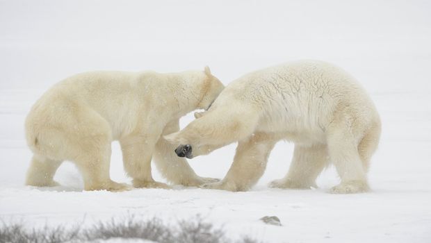 Sparing. The polar bears fighting on snow .