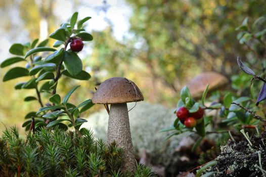 Mushroom a birch mushroom and a cowberry. The mushroom costs in a moss nearby the cowberry grows 