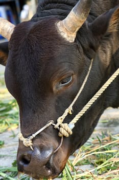 close up of black cow eating grass