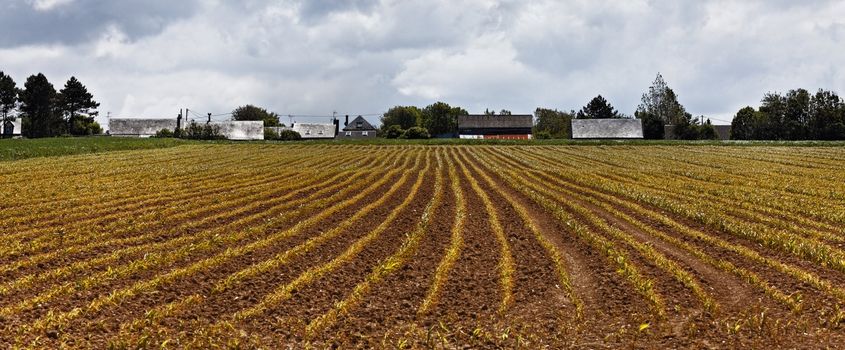 Early spring culture on a field in Upper Normady region in the North of France.