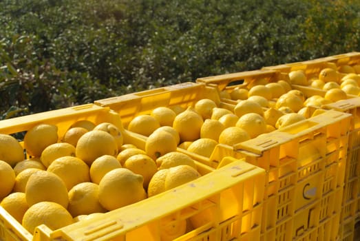 Lemon harvest, freshly picked lemons in crates