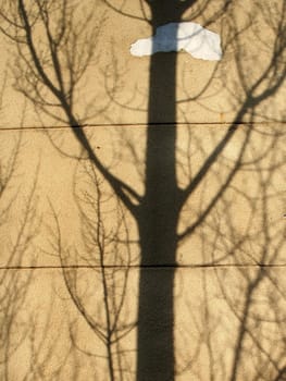Shadow of the tree on the wall background