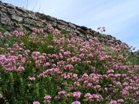 Clover glade beside stone railing