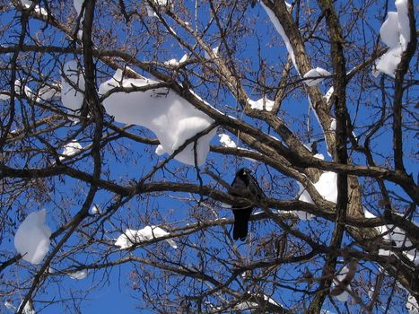 Crow sits on snow-clad tree on sky background