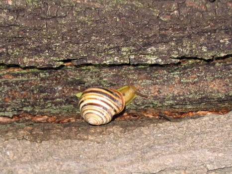 Snail creeps on tree