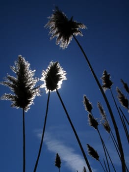 Reed on background sky in ray sun