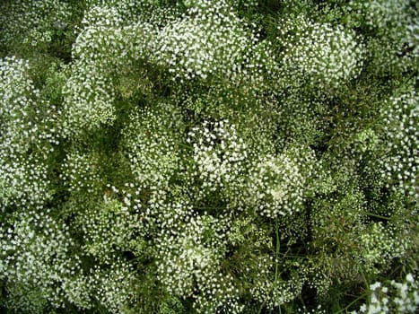 The Field herb with small flower