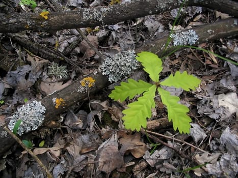 The Young oak in wood