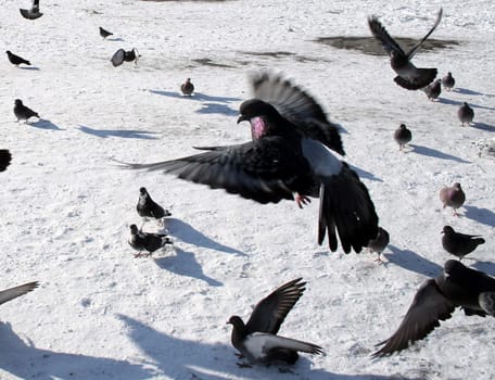 Pigeon, flying up above a pigeons covey.