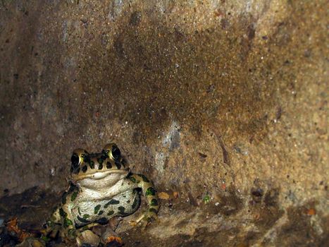 Frog in the night, sitting beside wall.