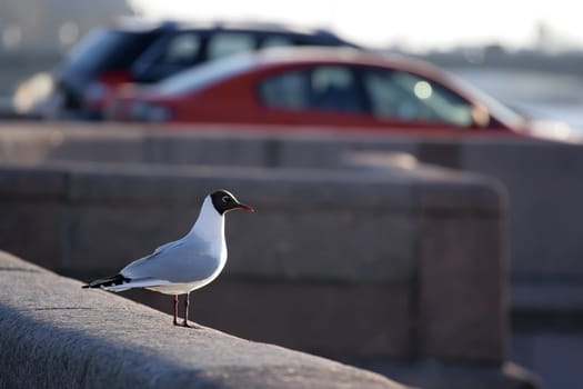 Seagull (Hydrocoloeus minutus) seating on the granite river Neva's embankment in the center of Saint-Petersburg, Russia.