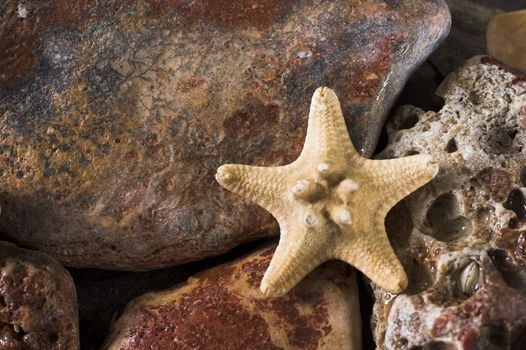 Starfish over the rock background