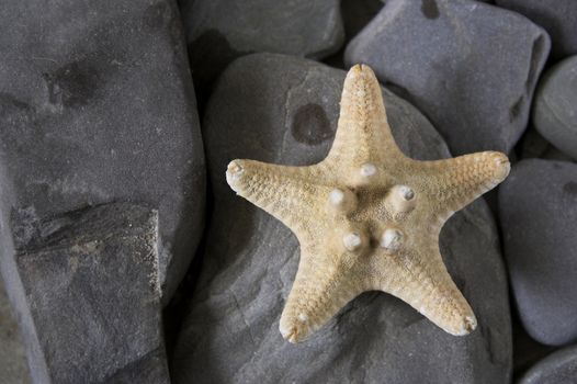 Starfish over the rock background