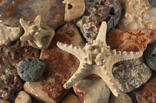 Starfish over the rock background