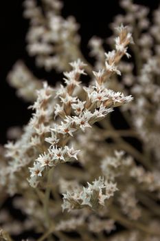 Close up a white blossom 