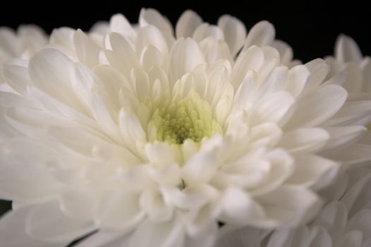 Close up white chrysanthemum over black