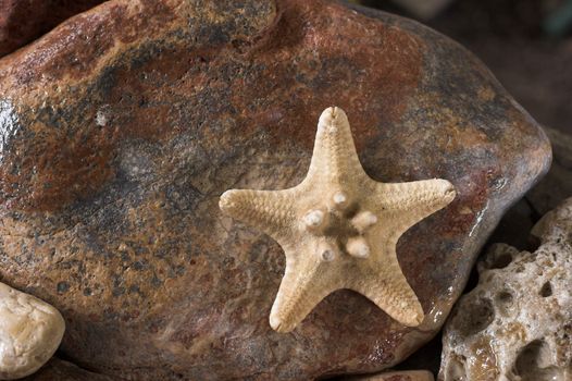 Starfish over the rock background