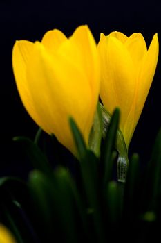 yellow crocus over black background