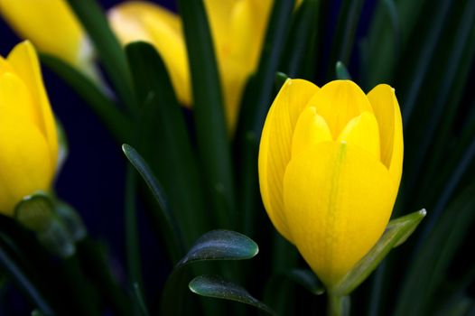 yellow crocus over black background