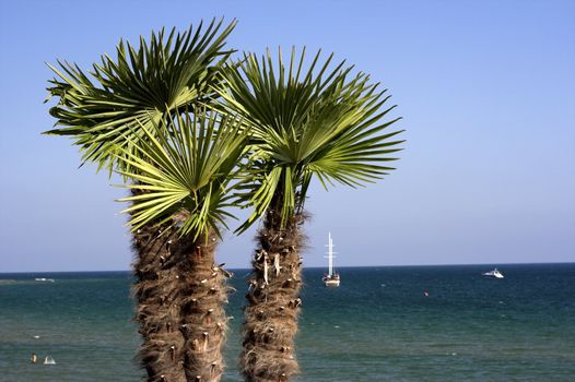 palm trees over the sea and sky