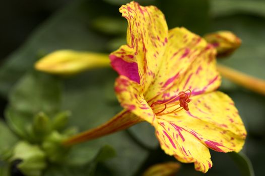 Yellow petunia close up