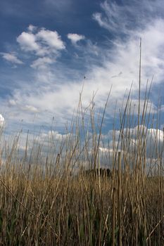 bullrush under the cloudy sky
