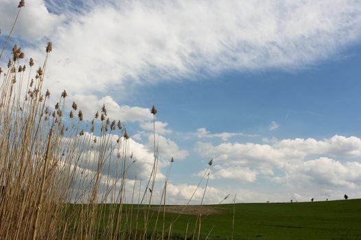 bullrush under the cloudy sky
