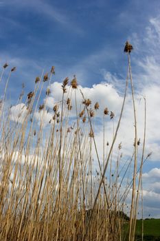 bullrush under the cloudy sky
