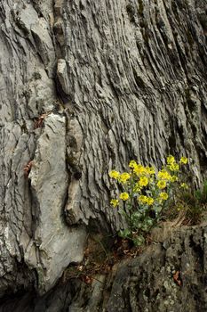 flowers on the rocks