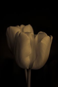 tulip on black background old photo