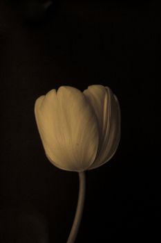 tulip on black background old photo