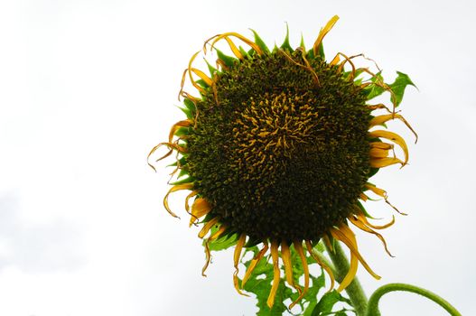 The wilted sunflower