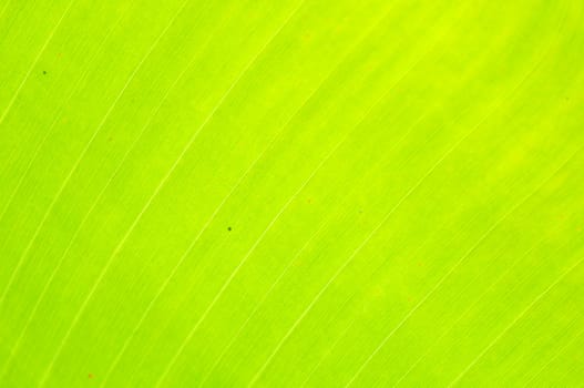 Banana leaves