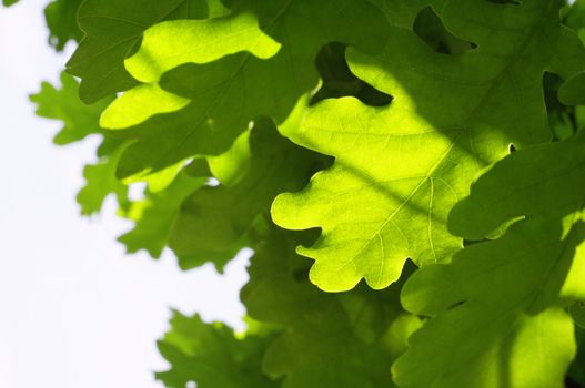 beautyfil nature concept with green summer leaf and copyspace